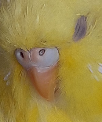 colore cera strano